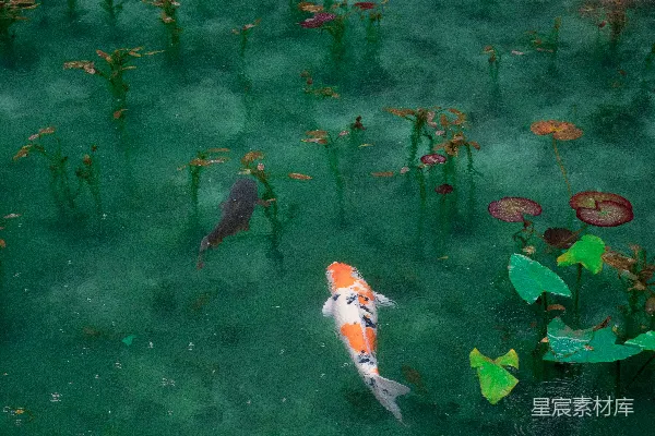 高清摄影 两张黑白橙色锦鲤的照片