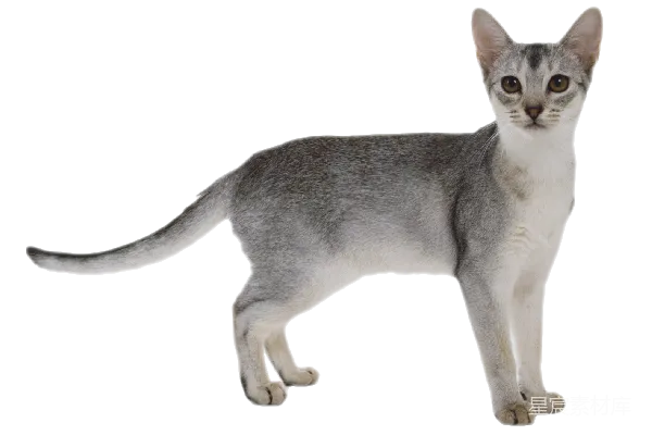 元素素材 优雅的短毛猫