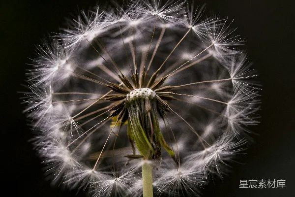 高清摄影 白花