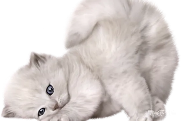 元素素材 猫