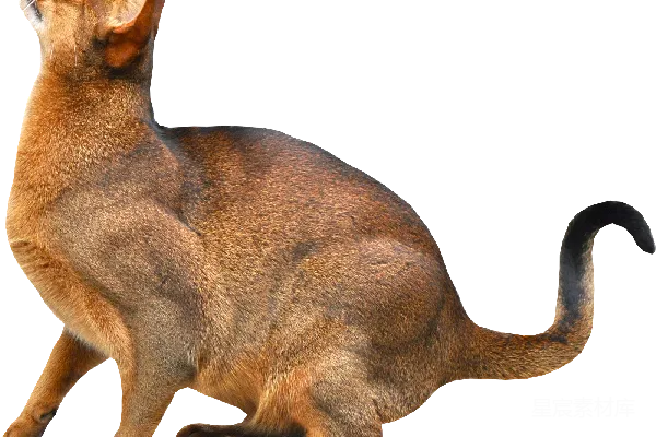 元素素材 优雅的猫坐姿