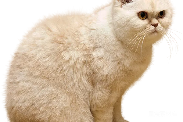 元素素材 猫