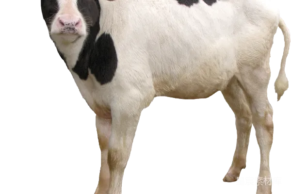 元素素材 牛