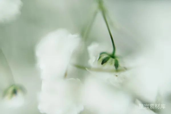高清摄影 白花瓣的花