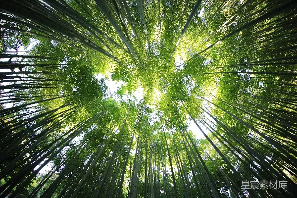 高清摄影 白天的森林视角