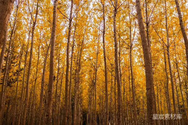 高清摄影 白天森林低角度视角