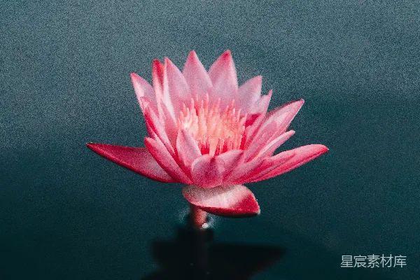 高清摄影 水体上的粉色花朵