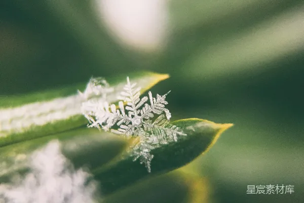 高清摄影 雪flake的照片焦点