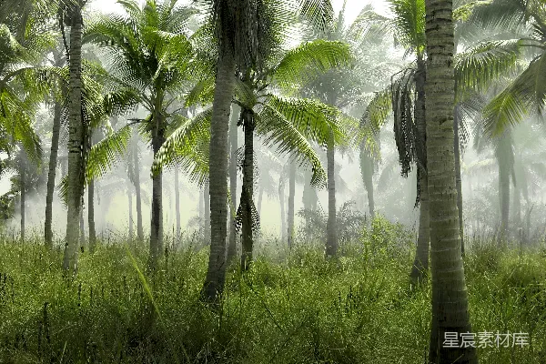 高清摄影 林中椰子树在白天被薄雾覆盖