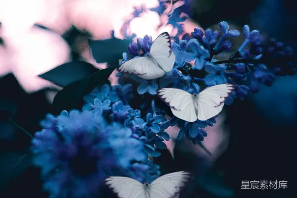 高清摄影 三只蝴蝶在紫色花瓣花上授粉的照片