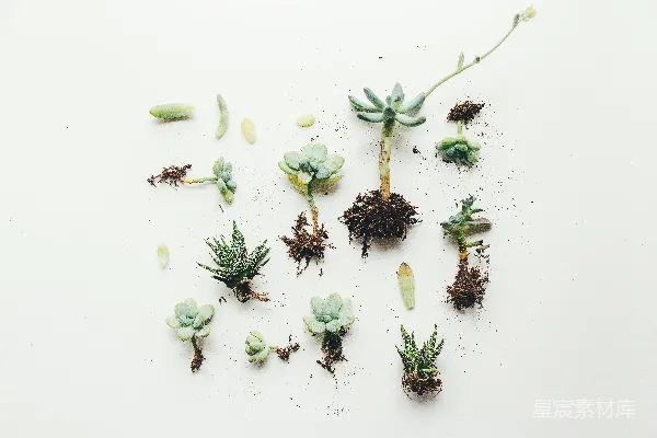 高清摄影 Succulent植物的平面照片