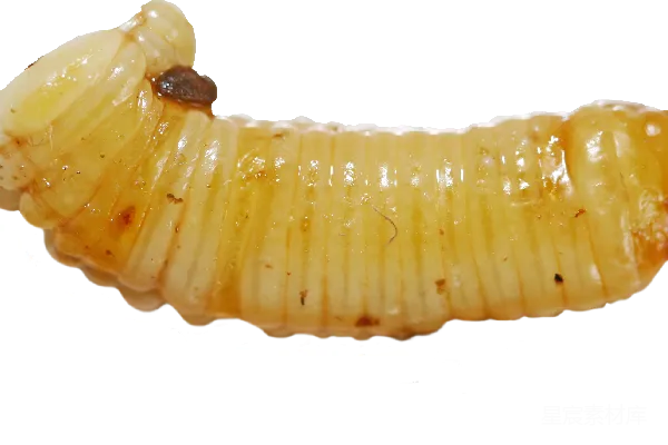 元素素材 蛆