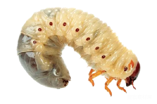 元素素材 PNG