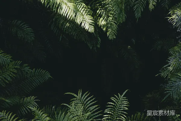高清摄影 绿色的线状叶子植物