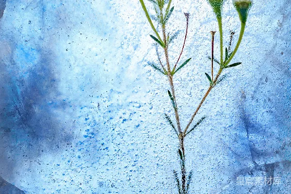 高清摄影 白花冻花