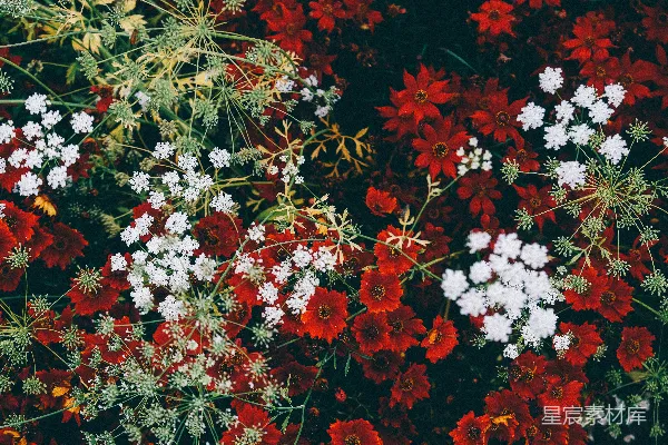 高清摄影 花园的特写照片