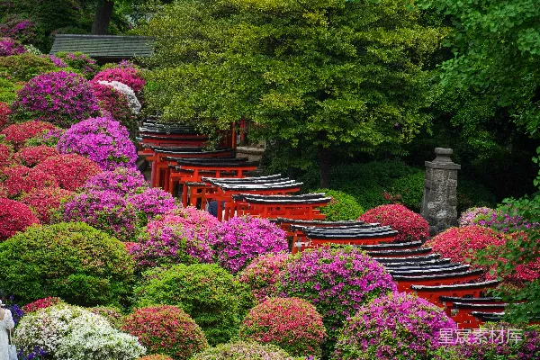 高清摄影 充满各种颜色花卉的花园