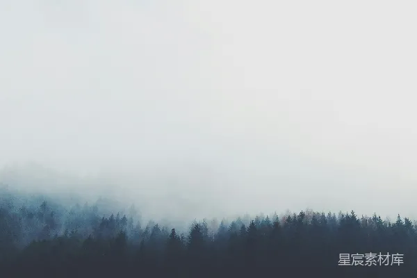 高清摄影 pine树的风景摄影
