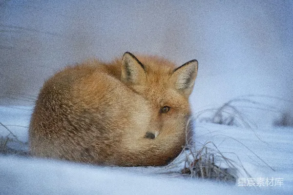 高清摄影 狐狸躺在雪上