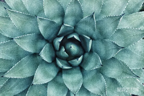 高清摄影 绿叶植物
