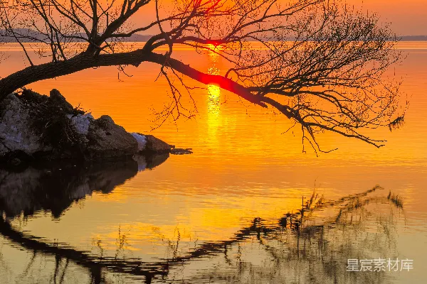 高清摄影 夕阳下无叶树木水边