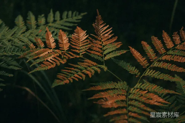 高清摄影 绿色和棕色叶子的植物