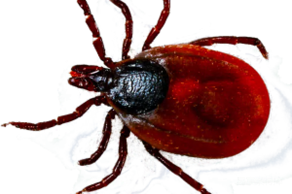 元素素材 tick