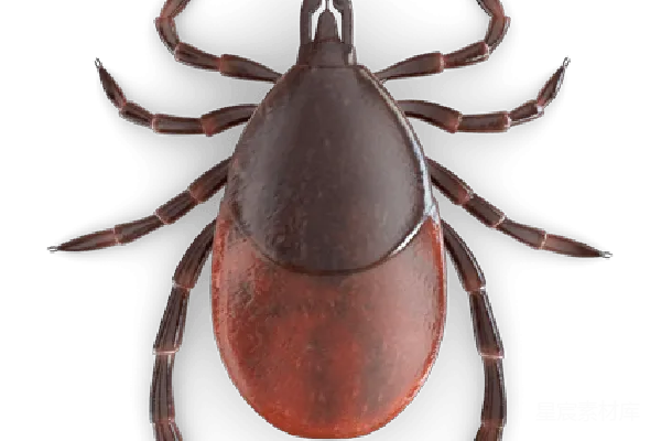 元素素材 ticks