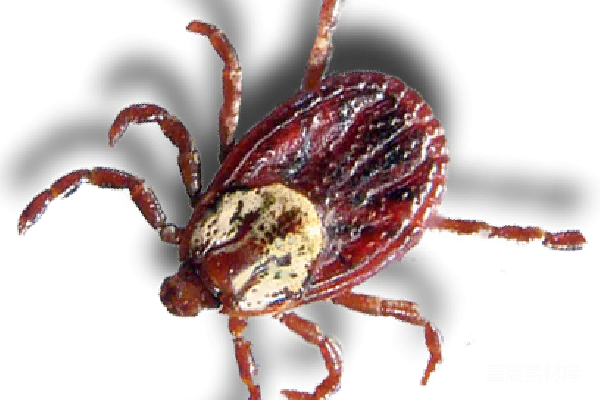 元素素材 tick