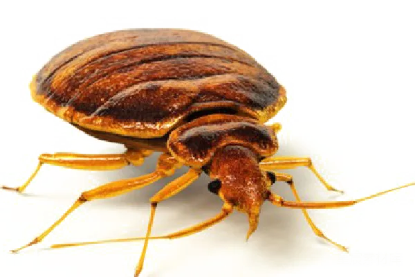 元素素材 条纹床甲虫