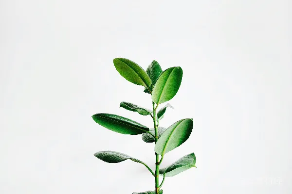 高清摄影 绿叶植物