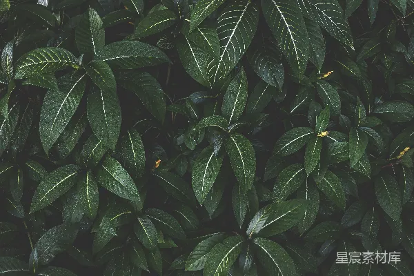 高清摄影 白天有绿叶的植物