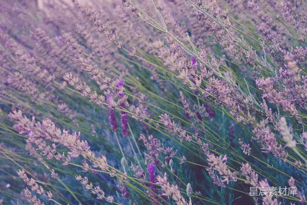 高清摄影 薰衣草田
