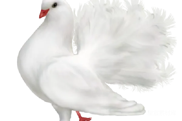 元素素材 鸽子