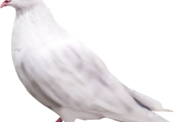 元素素材 鸽子