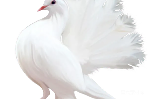 元素素材 鸽子