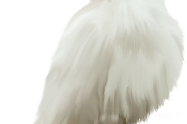 元素素材 鸽子