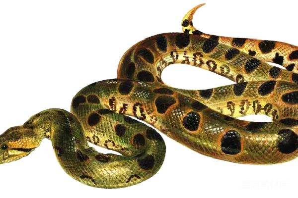 元素素材 Anaconda