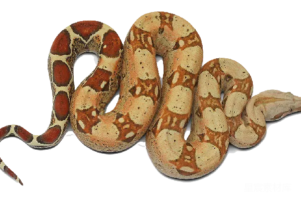 元素素材 Anaconda