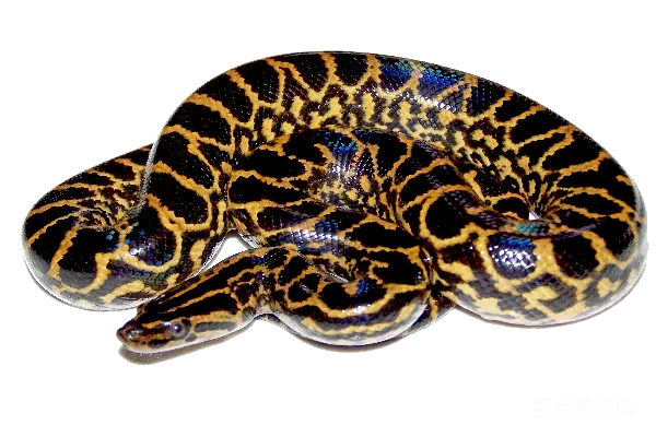 元素素材 Anaconda