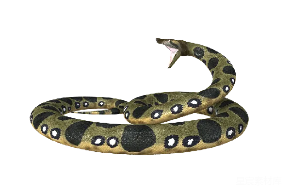 元素素材 安anaconda
