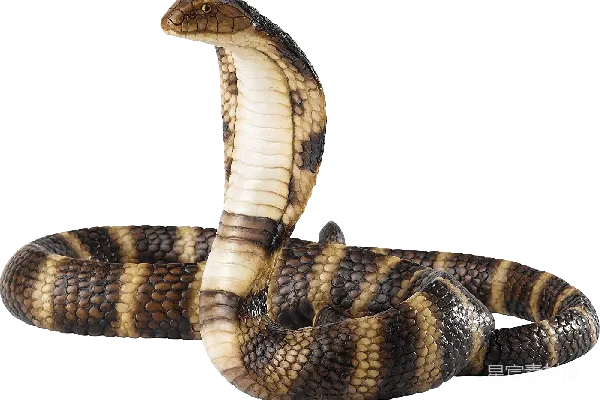 元素素材 cobra