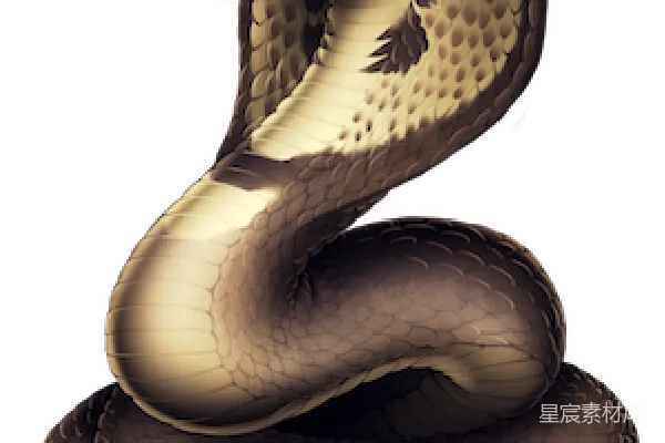 元素素材 cob大 Cobra