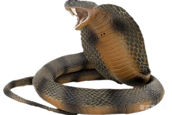 元素素材 cobra