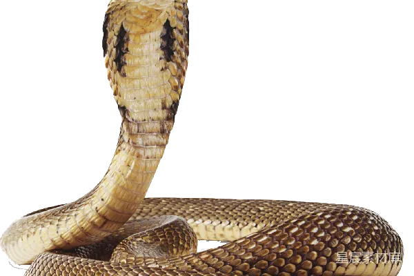 元素素材 cob大 Cobra