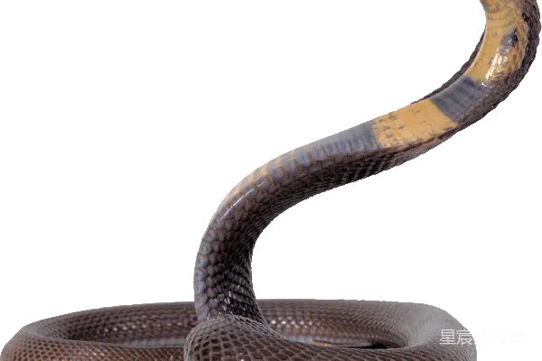 元素素材 cobra