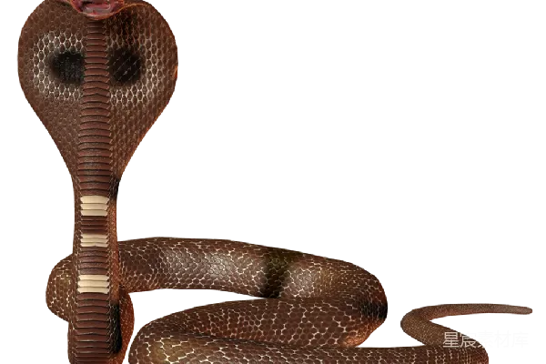 元素素材 cobra