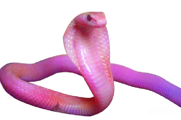 元素素材 cob大 Cobra