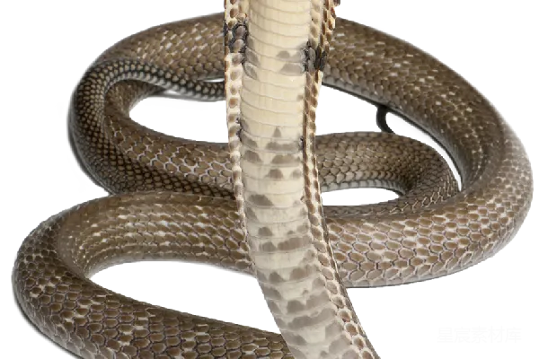 元素素材 cob大 Cobra
