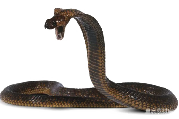 元素素材 cobra